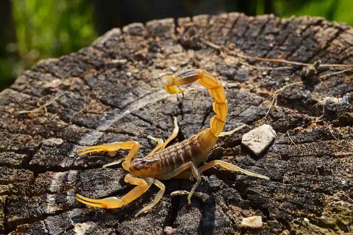 The price of scorpion venom in Herat