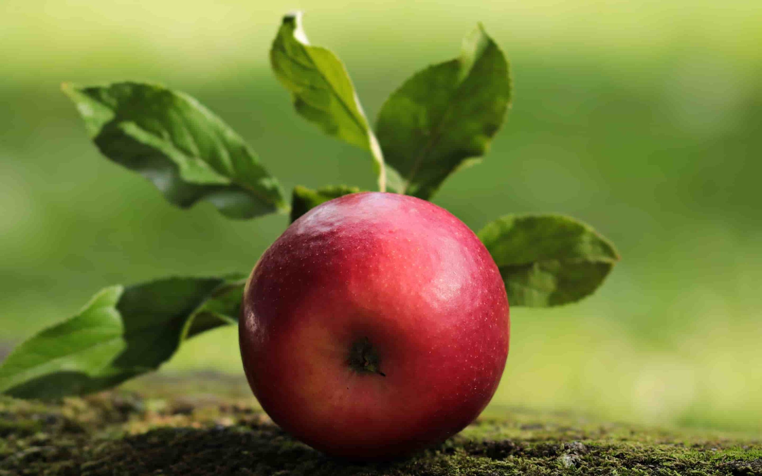 Washington apple vs red delicious