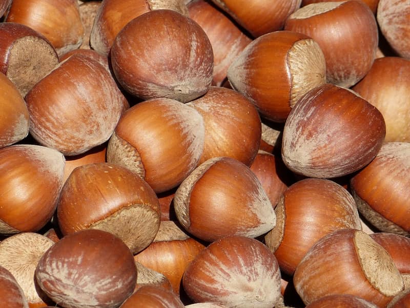 Using hazelnuts to treat some diseases