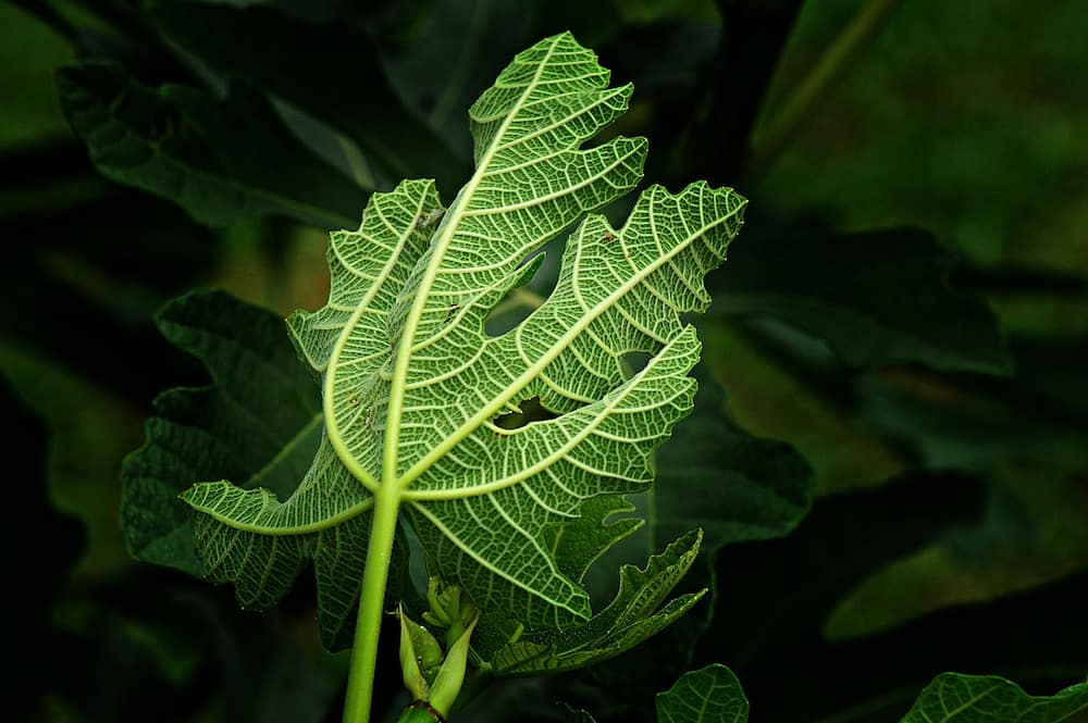 How to make fig leaf tea for diabetics