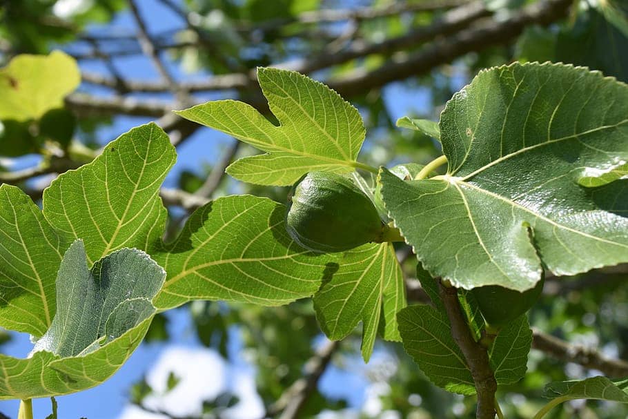Do fig trees produce fruit before leaves