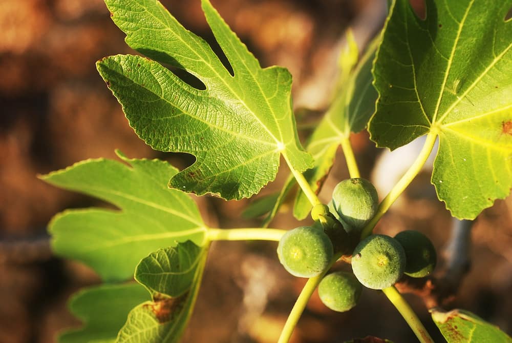 How to use fig leaves for diabetes