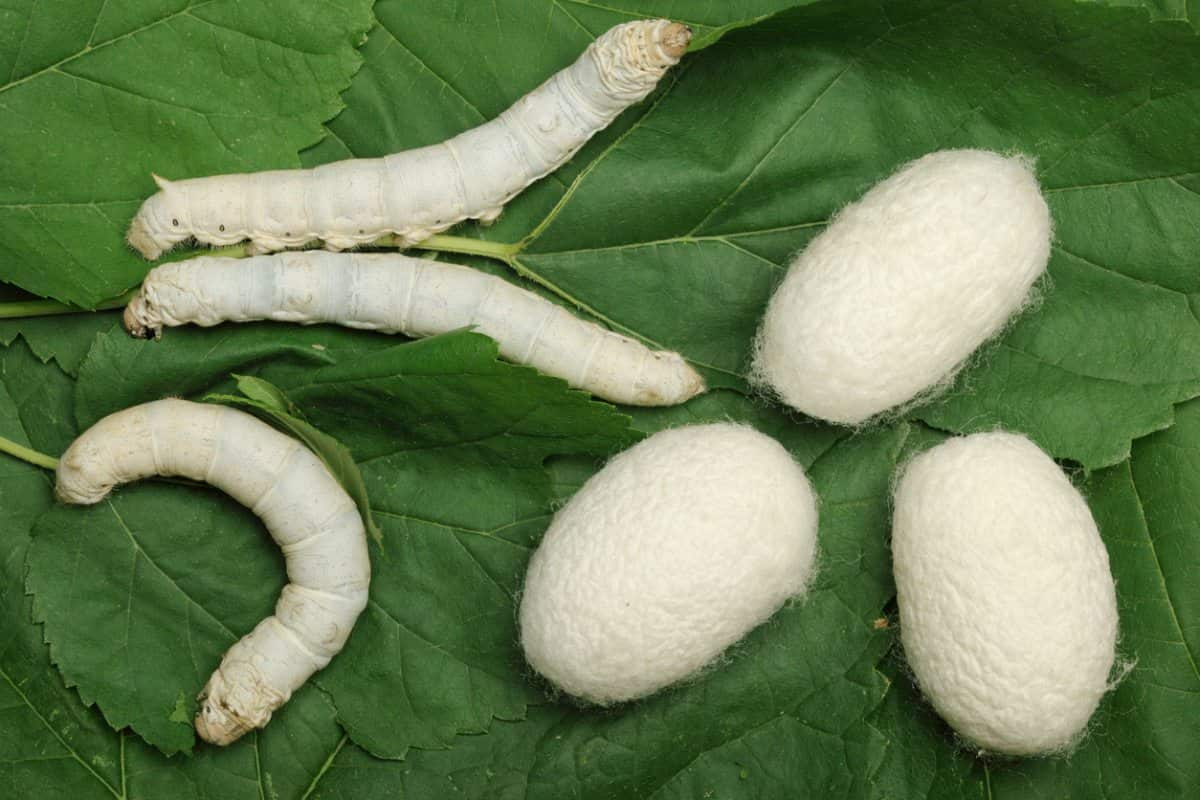 Silk cocoons creation