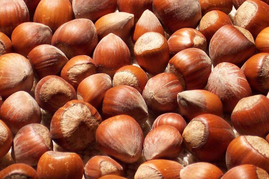 All kinds of first grade Iranian hazelnuts