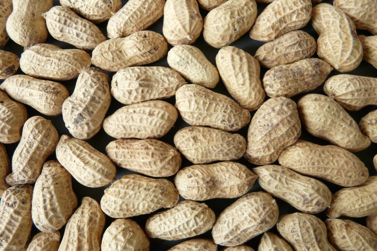 largest producer of groundnut in india