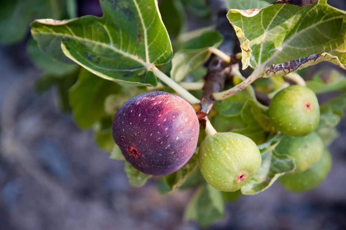 When do fig trees produce fruit?