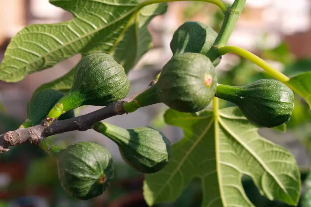 How are figs pollinated?