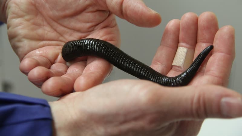 Leech breeding at home and earning a living!