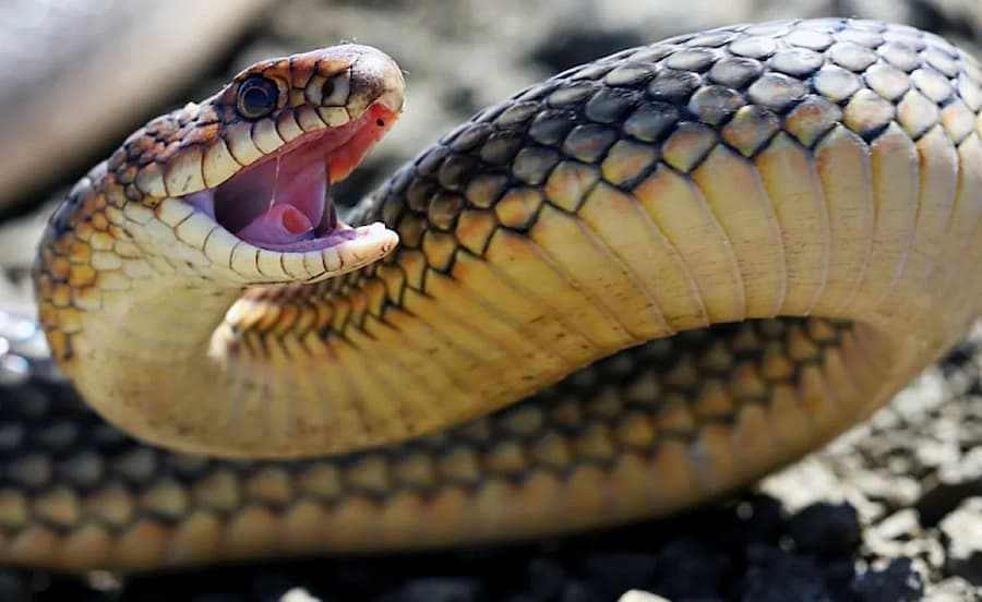 Snake venom has many therapeutic uses
