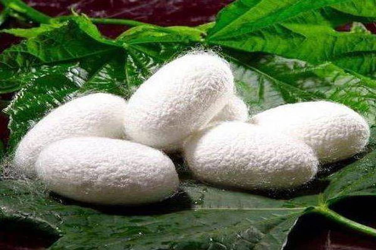 Silk cocoon price per kg TODAY