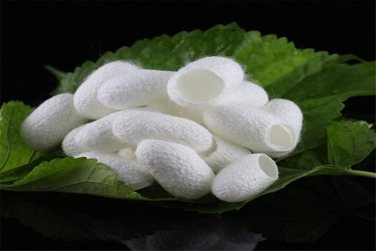 Silk cocoon price today