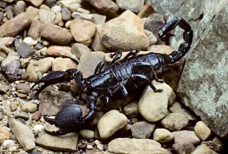 Why is scorpion venom important?
