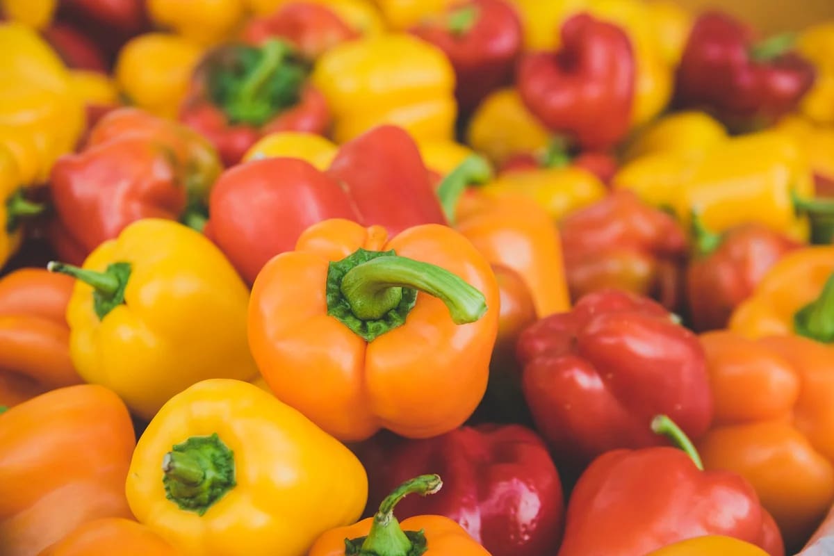 How to harvest bell peppers and when