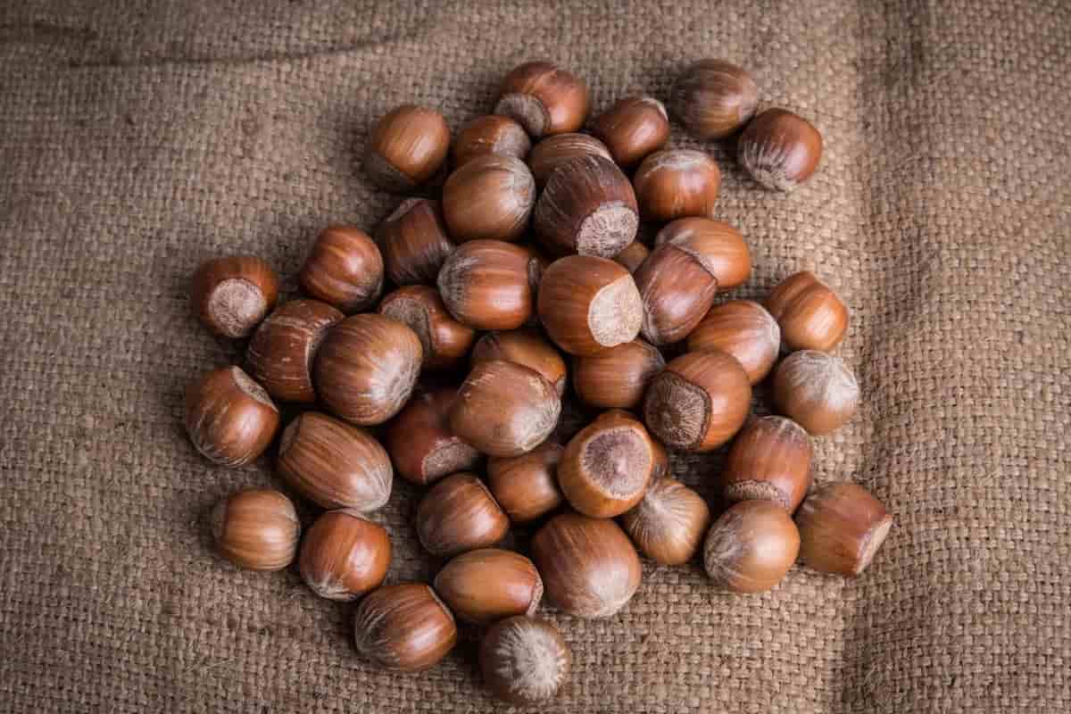 raw shelled hazelnuts