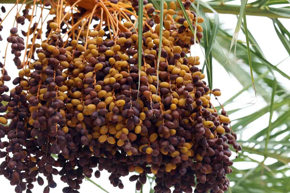 how to grow a date tree from seed?