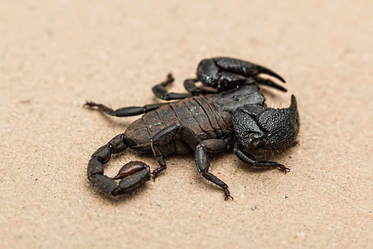 The most dangerous scorpions
