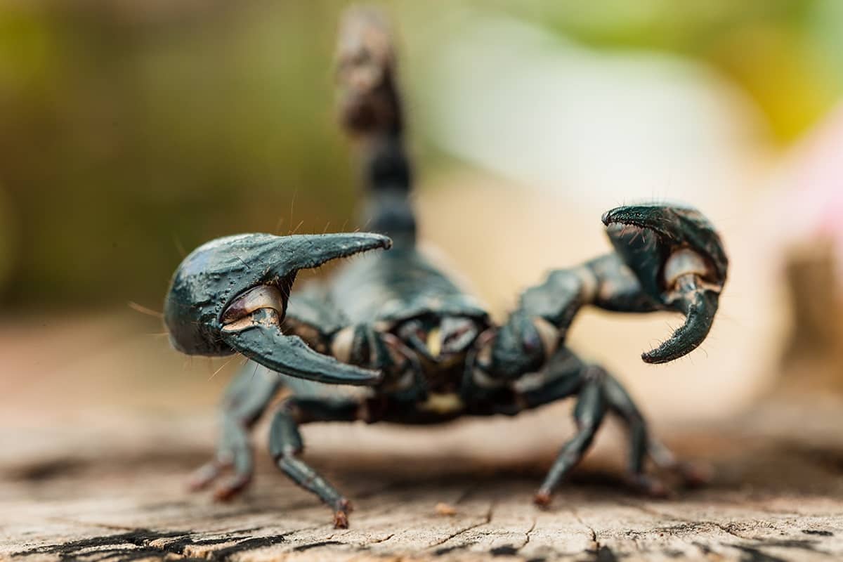 Striking Properties Of Transparent Scorpion Venom