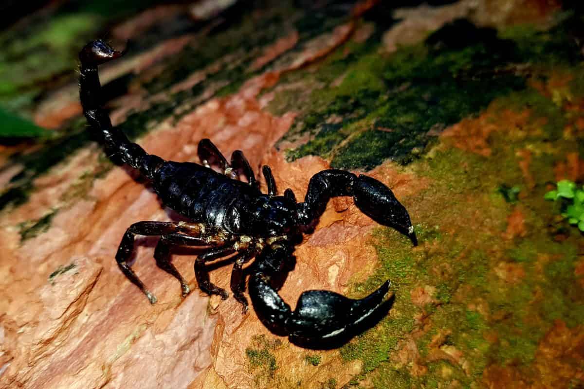 Special benefits of yellow scorpion venom