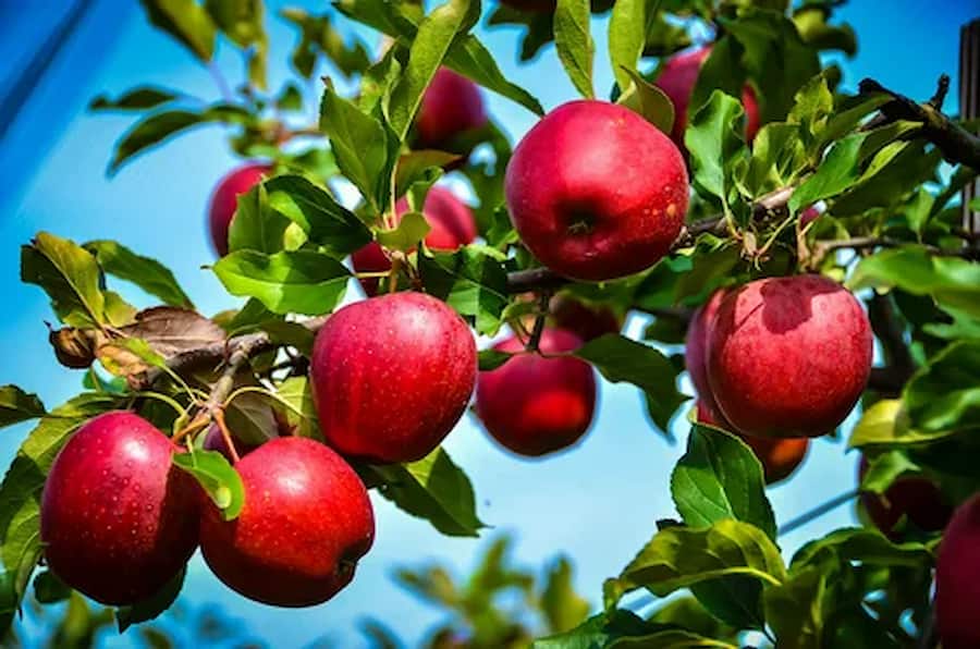 When to harvest pink lady apples