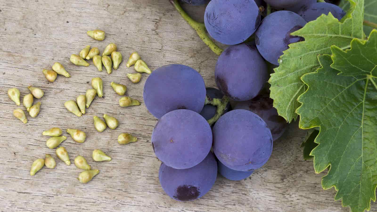 What are the Benefits of Grape seed Extract