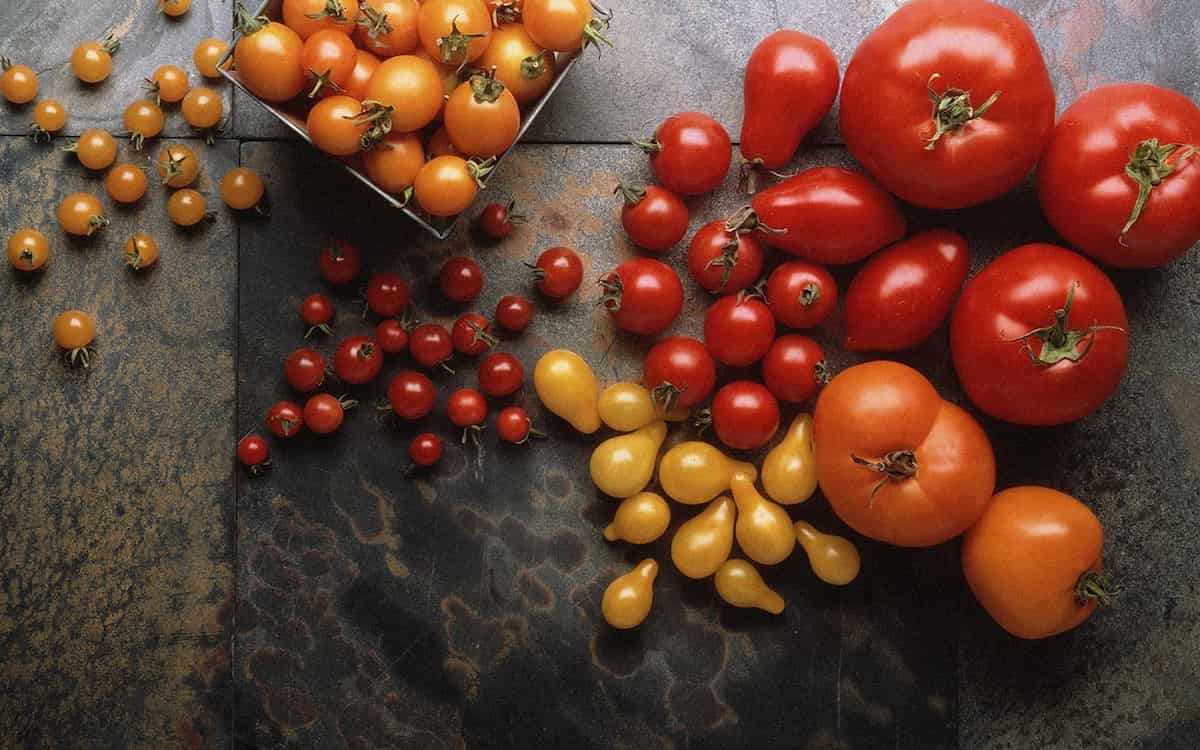 Best tomatoes for ketchup