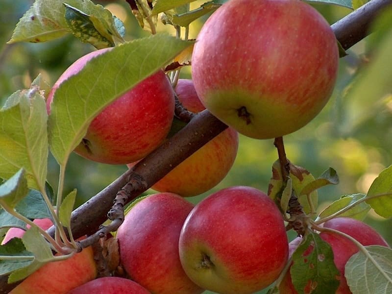 Dwarf honeycrisp apple tree for sale