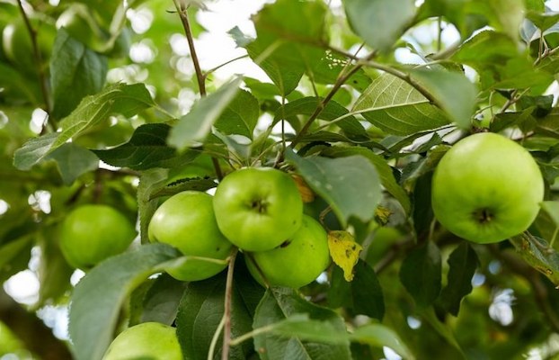 Bramely apple tree pollination