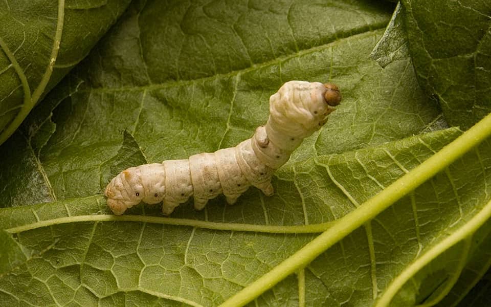How big do silkworms get