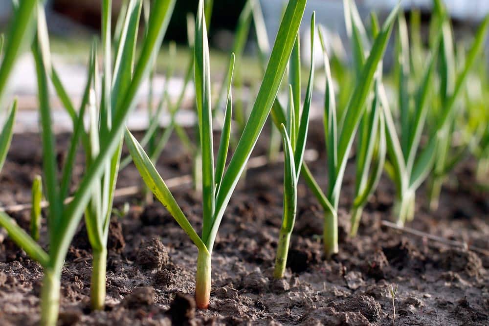 planting garlic