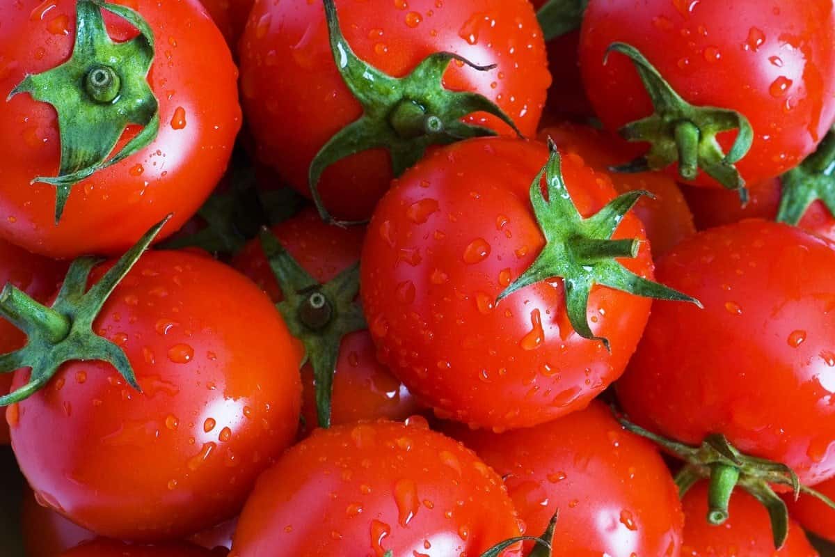 Roma VF tomato yield