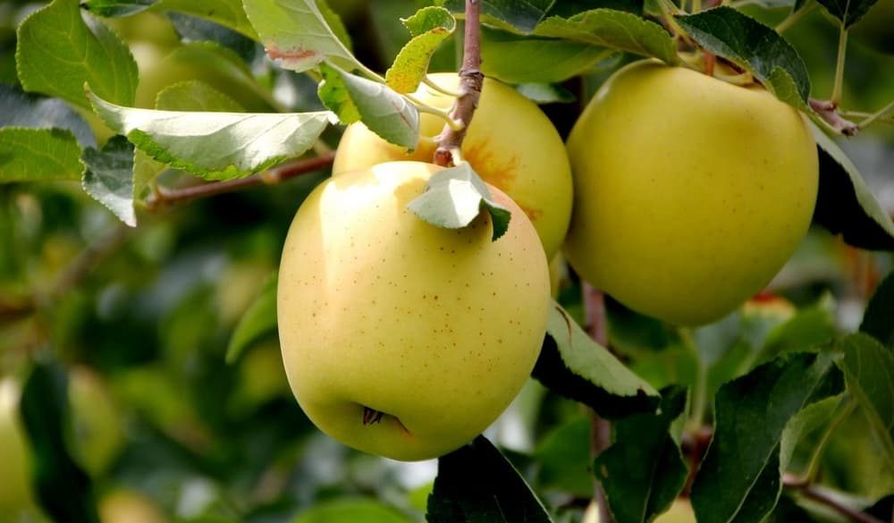 Opal apple verified non-GMO - Good Fruit Grower