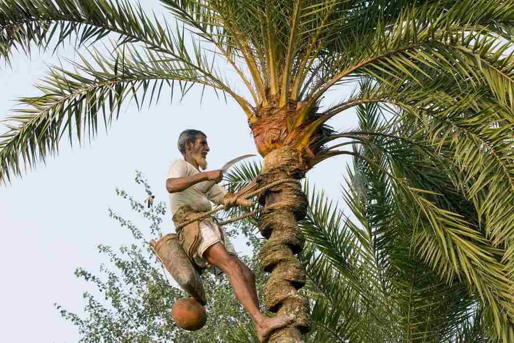 palm sap meaning