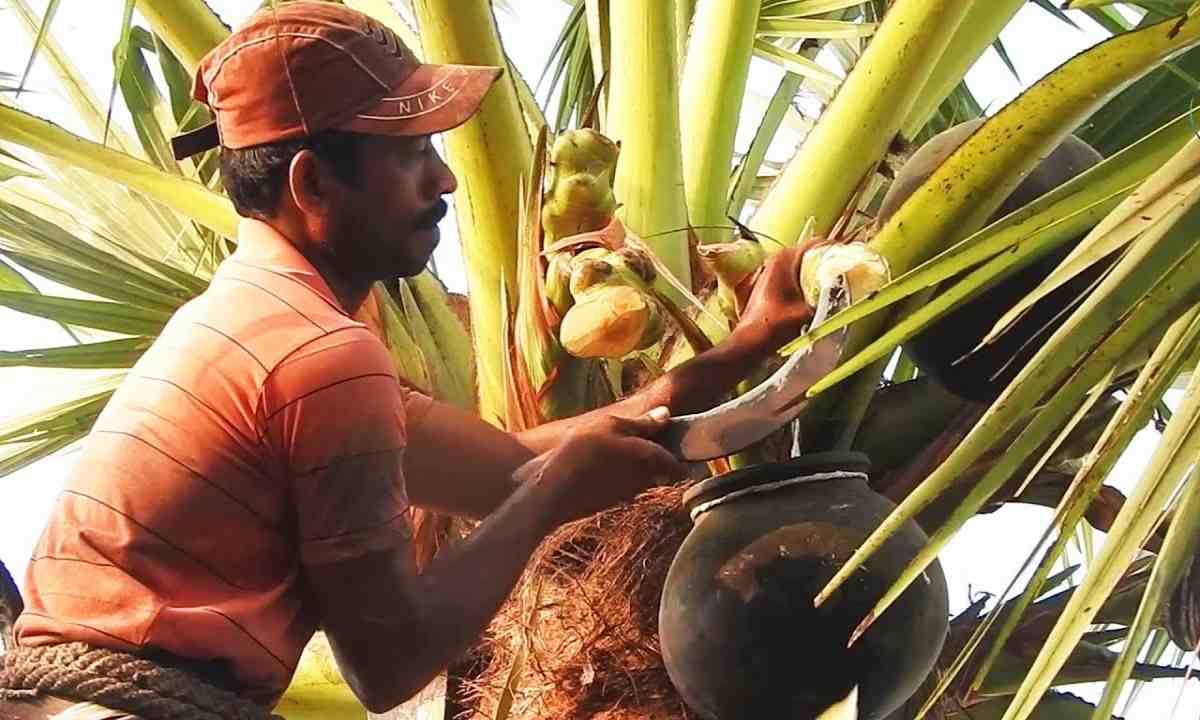 palm sap in hindi