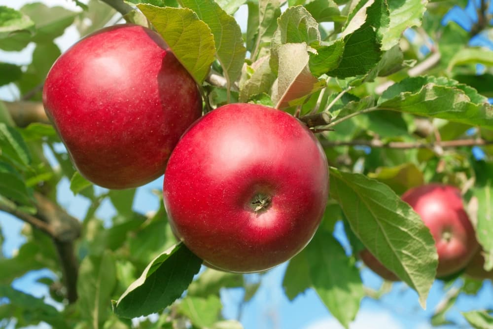 Red prince apples uk
