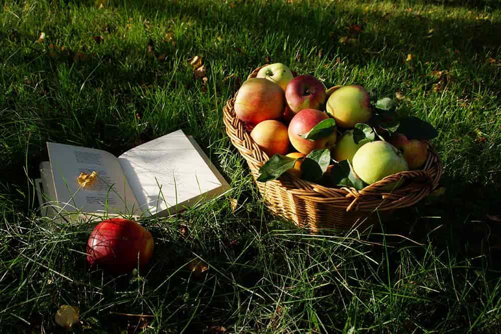 Осенью с яблони собрали яблоки желтые зеленые. Осень яблоки. Август яблоки. Яблоко лежит. Яблоки на траве.