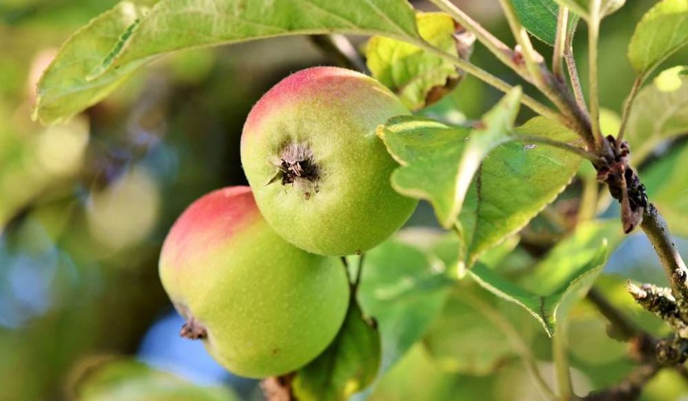 Are Evercrisp Apples Genetically Modified