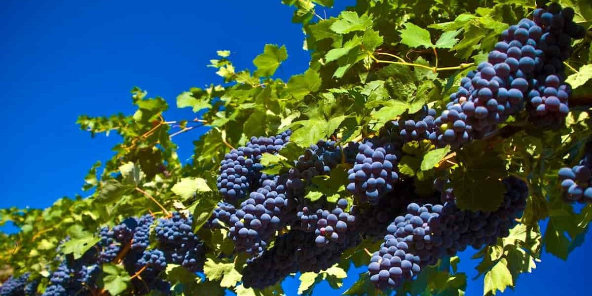 grape tree online delivery