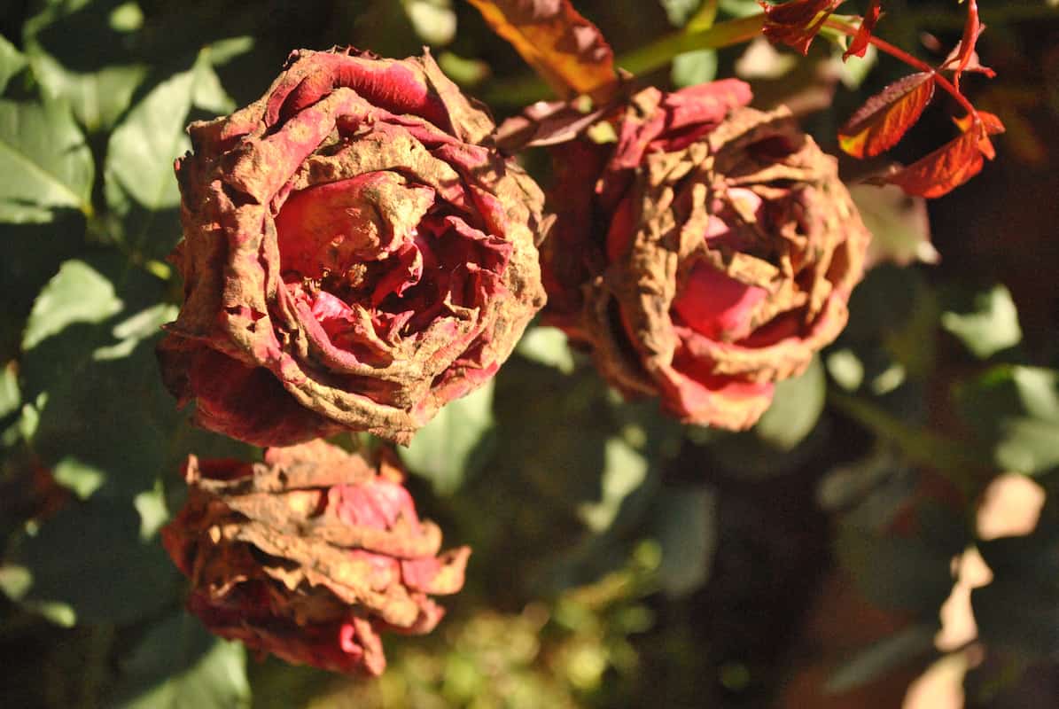 Dried rose stems