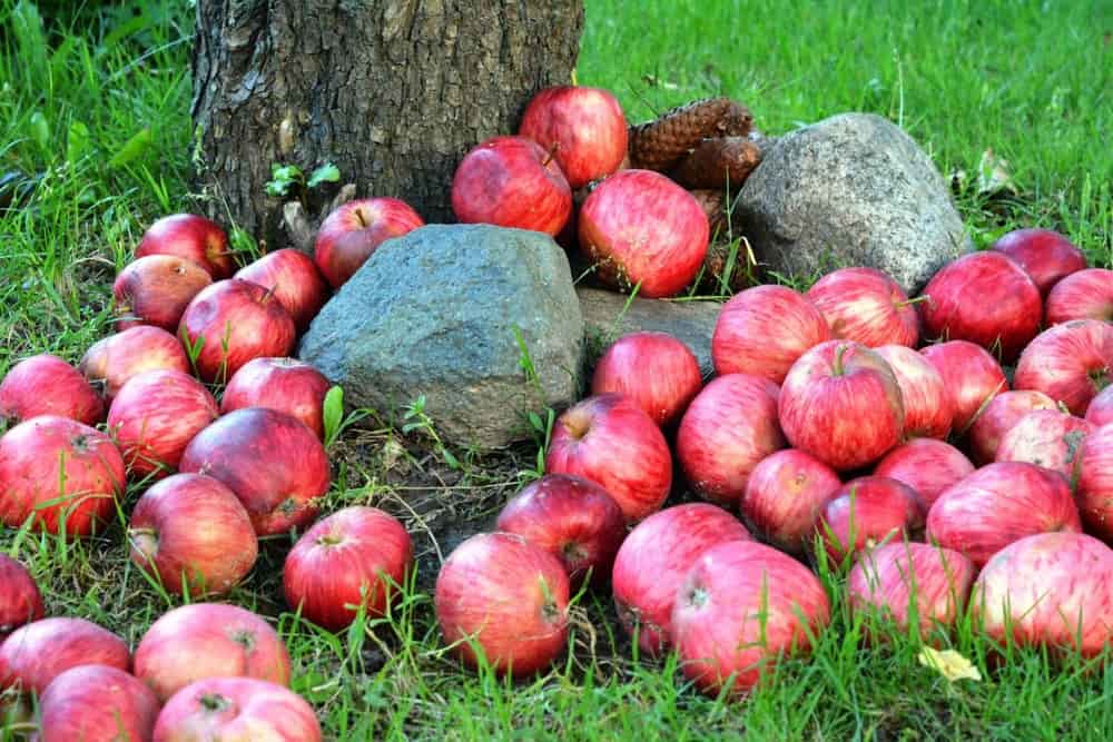 Red prince apples where to buy