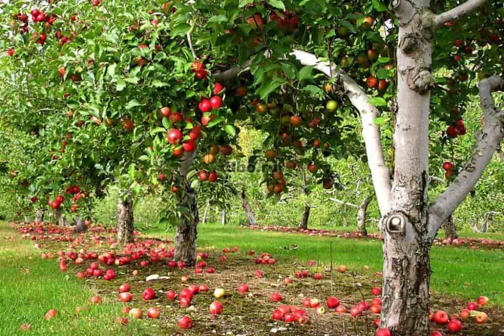 Envy apple harvest