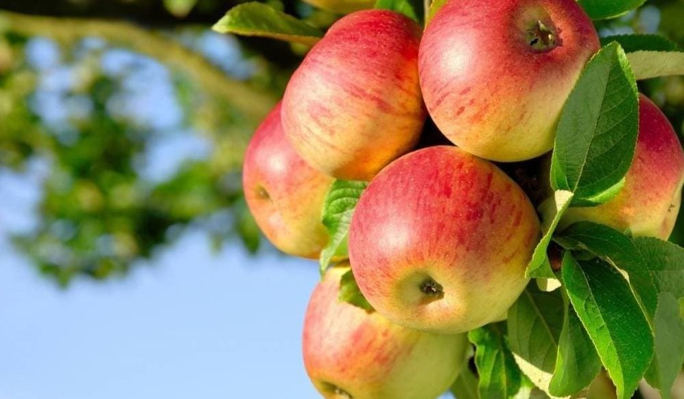 James grieve apple trees for sale