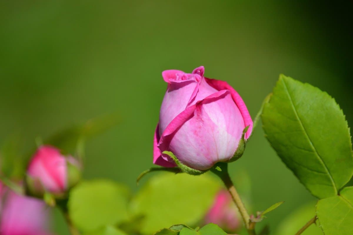 Rose buds benefits
