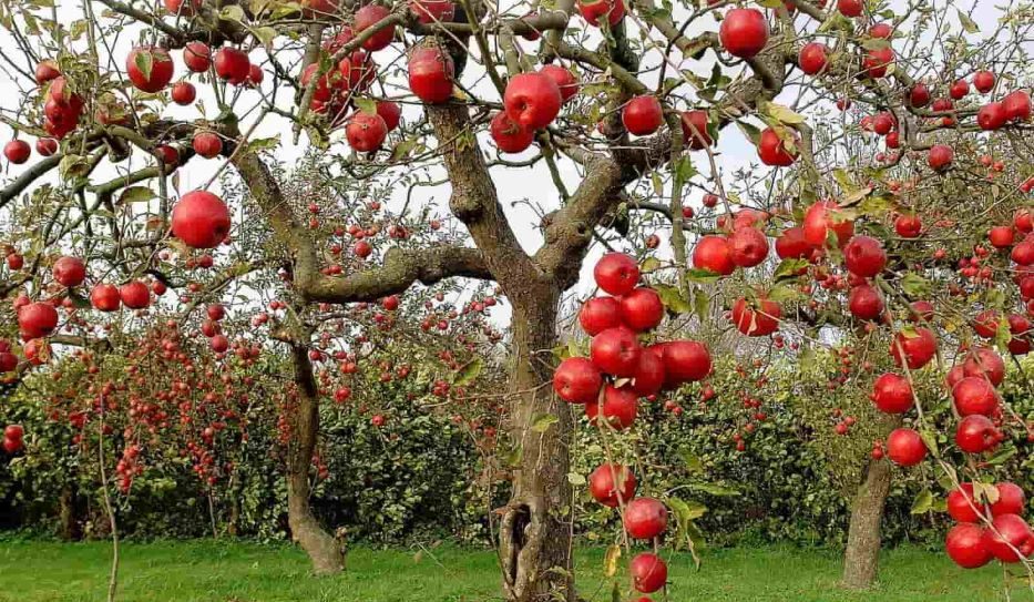 Rome Apple Tree