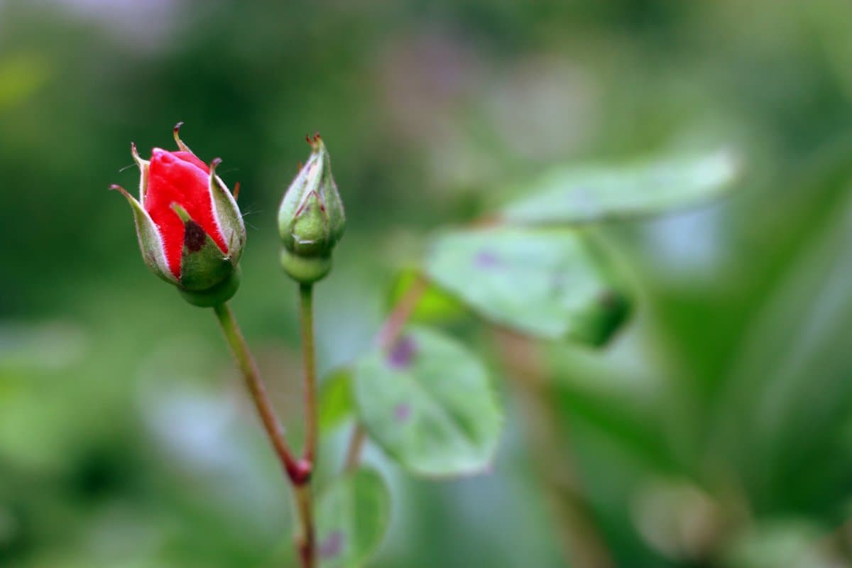 Rose buds meaning