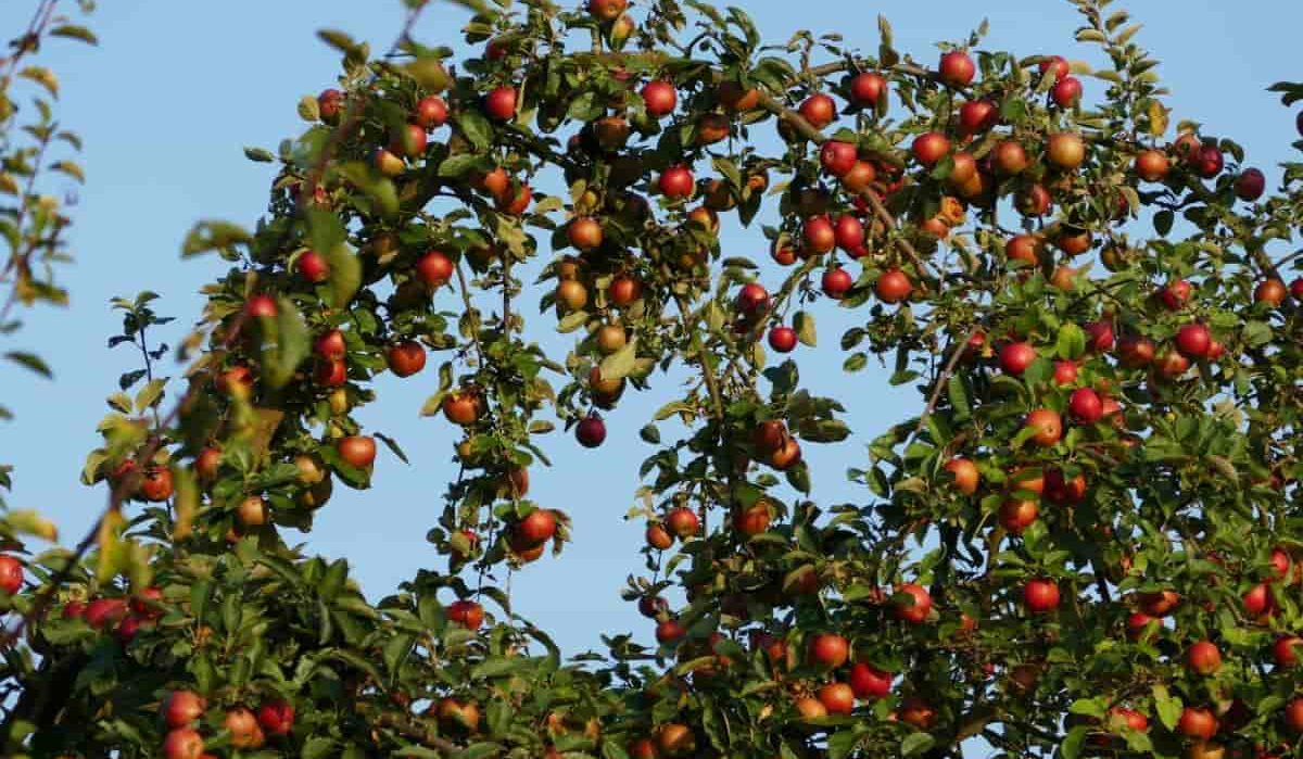 Ambrosia Apple Tree for Sale in Ontario