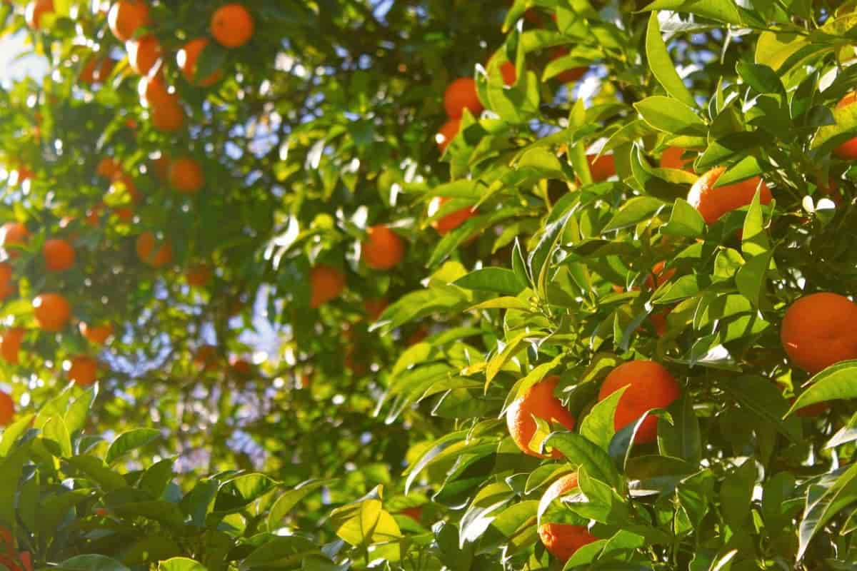 orange orchard meaning