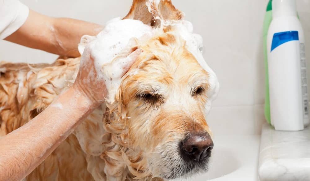 pet grooming shampoo manufacturers