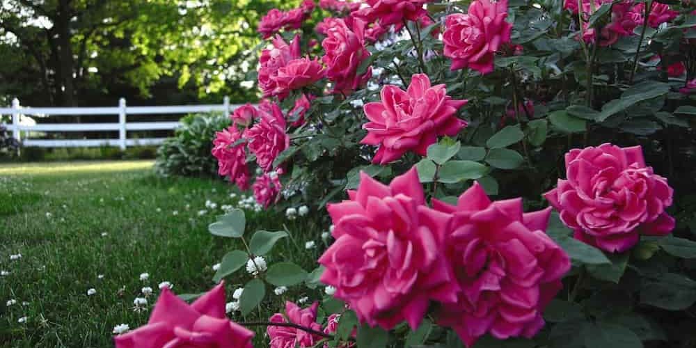 Rose farming business plan