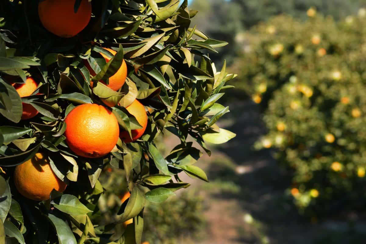 how many oranges per tree per year