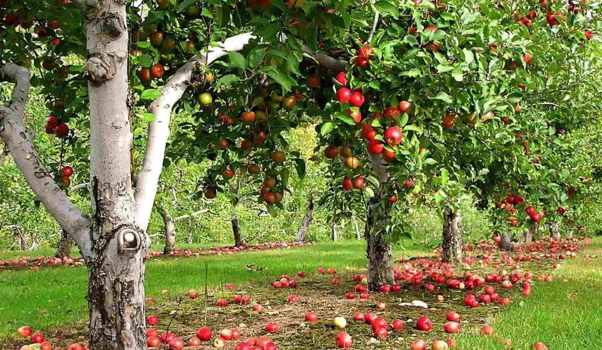 Price of Rome Apple Tree in Italy